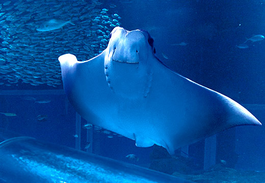Ingresso AquaRio